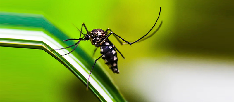 Test Sierologico per la FEBBRE DENGUE