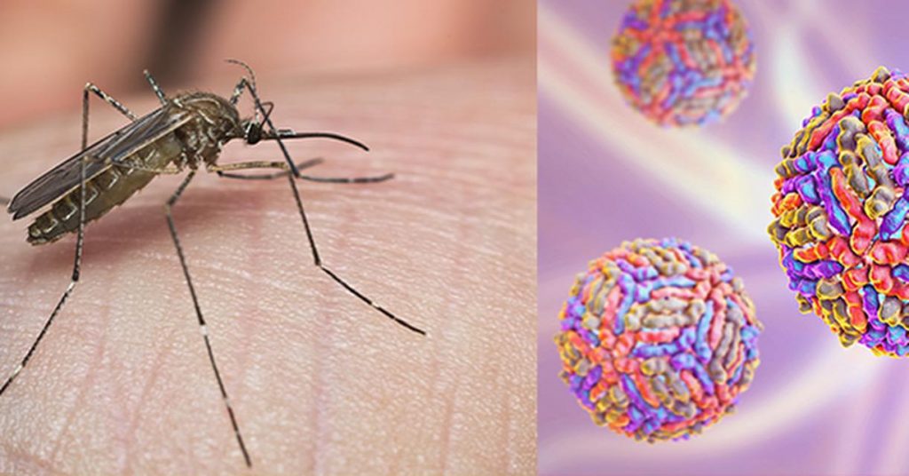 Test sierologico per la ricerca di anticorpi IgG e IgM del West Nile Virus
